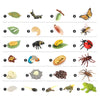 Montessori Animal Life Cycle Board Puzzles